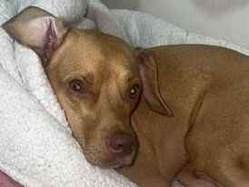 Cachorro cão para adoção Macho Médio  5 anos 