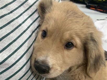 Cachorro cão para adoção Ambos Pequeno Abaixo de 2 meses 