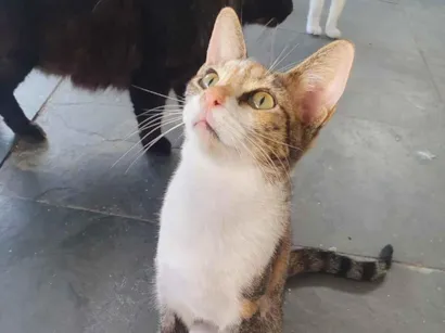 Gato SRD-ViraLata Pequeno 7-a-11-meses