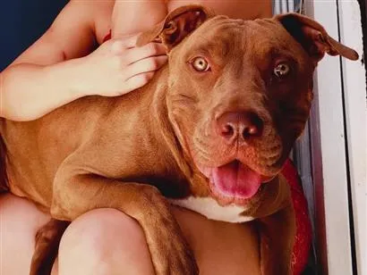 Cao Pit-Bull Grande 4-anos