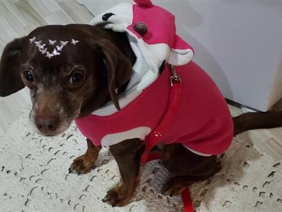 Cachorro cão para adoção Fêmea Pequeno 4 anos 