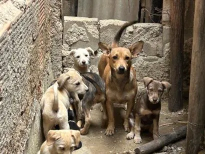 Cao SRD-ViraLata Medio Abaixo-de-2-meses