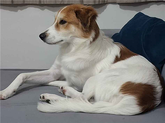Cachorro cão para adoção Macho Médio  1 ano 