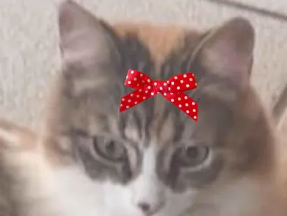 Gato SRD-ViraLata Pequeno 7-a-11-meses