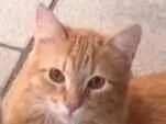Gato SRD-ViraLata Pequeno 7-a-11-meses