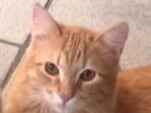 Gato para adoção Macho Pequeno 7 a 11 meses
