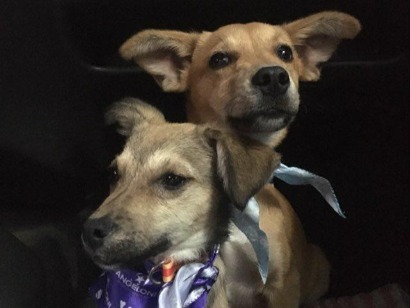 Cachorro cão para adoção Ambos Médio  2 anos 