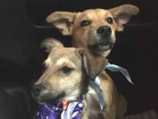 Cachorro cão para adoção Ambos Médio  2 anos 