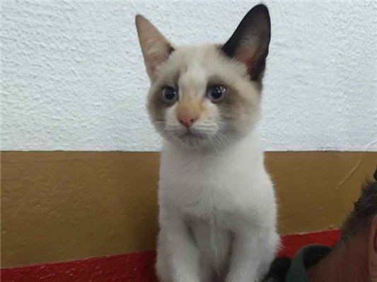 Gato - Fêmea Pequeno2 a 6 meses