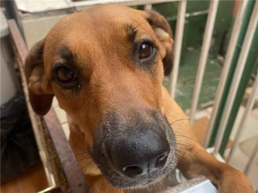 Cachorro cão para adoção Fêmea Grande 4 anos 