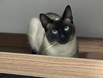 Gato para adoção Macho Pequeno 1 ano