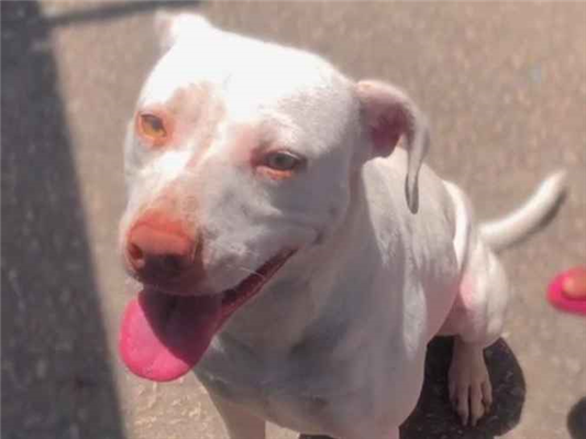 Cachorro cão para adoção Fêmea Médio  3 anos 