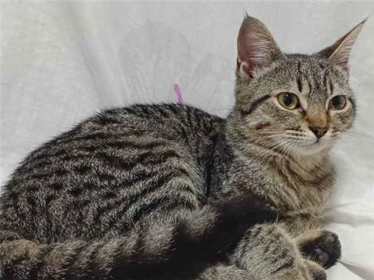 Gato para adoção Fêmea Pequeno 2 a 6 meses