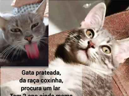 Gato para adoção Fêmea Pequeno 2 anos
