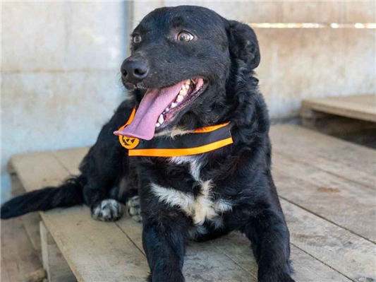 Cachorro cão para adoção Macho Médio  2 anos 