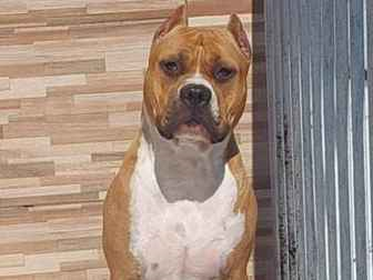 Cachorro cão para adoção Fêmea Médio  2 anos 