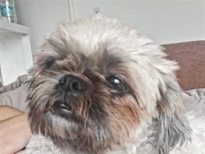 Cachorro cão para adoção Macho Pequeno 3 anos 