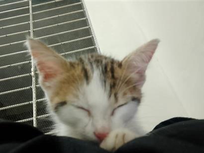 Gato - Fêmea Pequeno2 a 6 meses