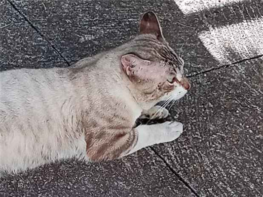 Gato para adoção Macho Médio 2 anos