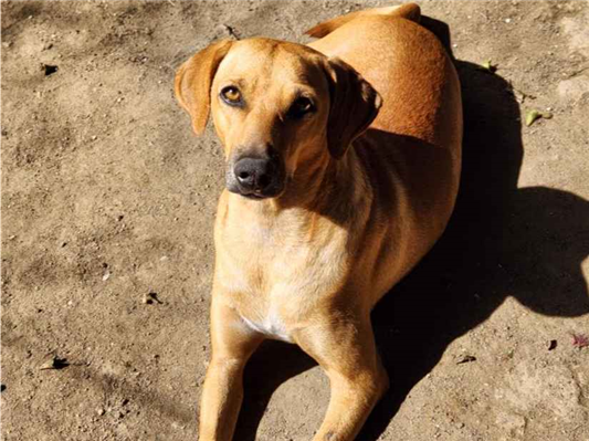 Cachorro cão para adoção Macho Médio  2 anos 