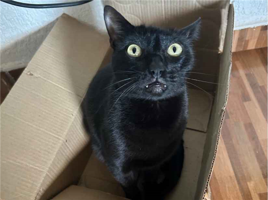 Gato para adoção Macho Pequeno 4 anos
