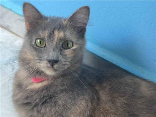 Gato para adoção Fêmea Pequeno 2 anos