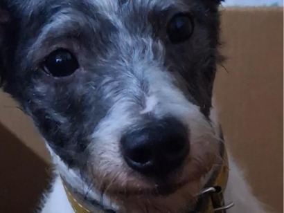Cachorro cão para adoção Macho Médio  1 ano 
