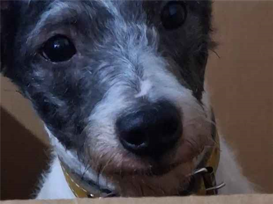 Cachorro cão para adoção Macho Médio  1 ano 