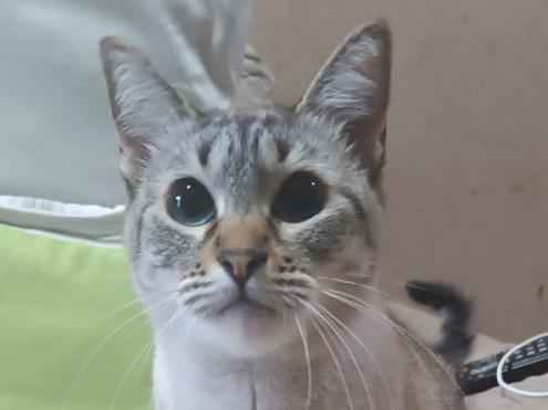 Gato para adoção Fêmea Médio 2 anos