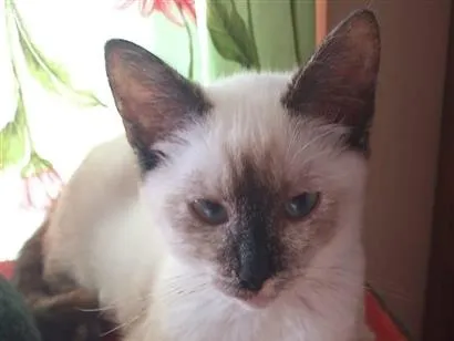 Gato SRD-ViraLata Pequeno 2-a-6-meses