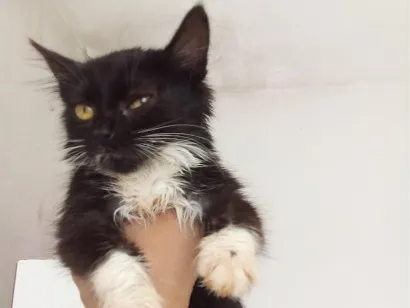 Gato SRD-ViraLata Pequeno 2-a-6-meses