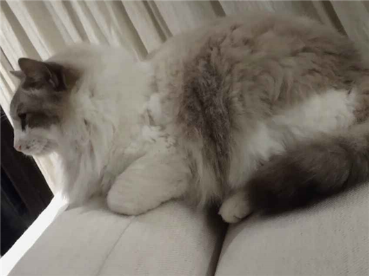 Gato para adoção Macho Grande 6 anos Acima