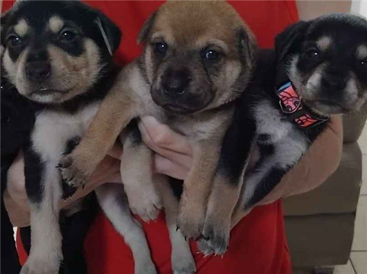 Cachorro cão para adoção Ambos Médio  Abaixo de 2 meses 