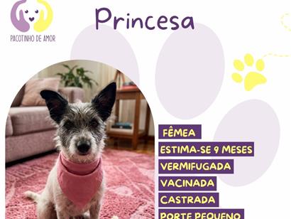 Cachorro cão para adoção Fêmea Pequeno 2 a 6 meses 