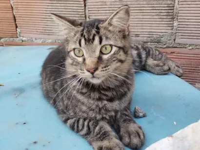 Gato SRD-ViraLata Pequeno 2-a-6-meses