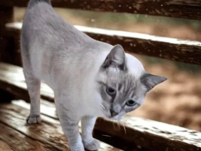 Gato SRD-ViraLata Medio 7-a-11-meses