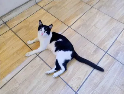 Gato SRD-ViraLata Medio 7-a-11-meses