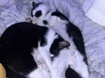 Gato SRD-ViraLata Medio 2-a-6-meses