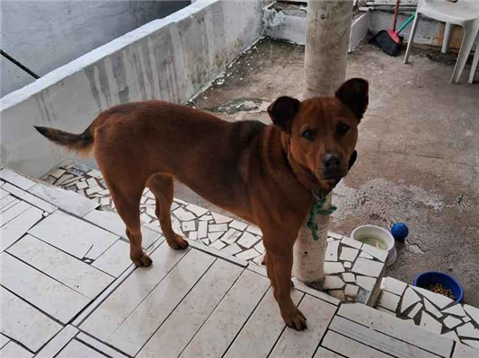 Cachorro cão para adoção Fêmea Médio  2 anos 