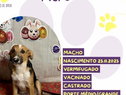 Cachorro cão para adoção Macho Médio  1 ano 