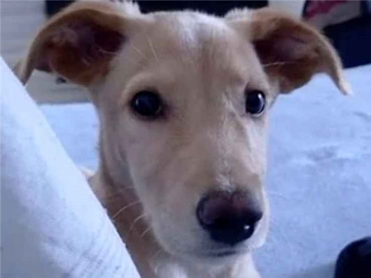 Cao - Macho Médio2 a 6 meses