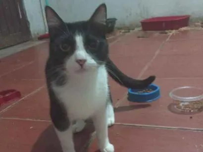 Gato SRD-ViraLata Pequeno 2-anos