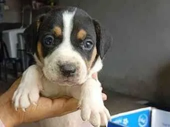 Cao SRD-ViraLata Medio Abaixo-de-2-meses