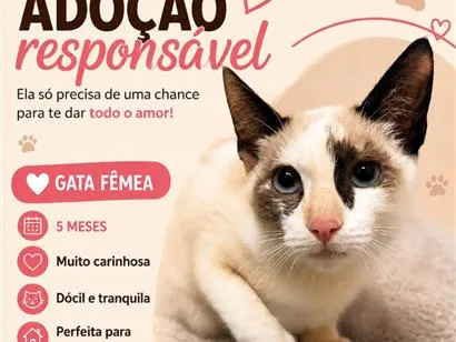 Gato SRD-ViraLata Pequeno 2-a-6-meses