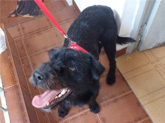 Cachorro cão para adoção Macho Médio  7 a 11 meses 