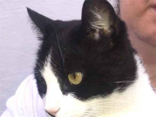 Gato para adoção Fêmea Médio 4 anos