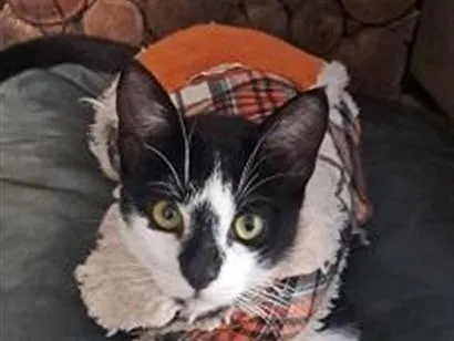 Gato SRD-ViraLata Medio 2-a-6-meses