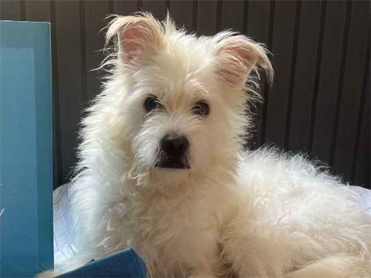 Cachorro cão para adoção Macho Médio  2 anos 