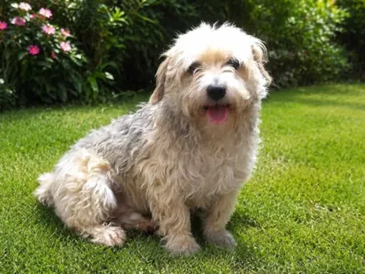 Cao Poodle Pequeno 5-anos