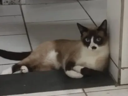 Gato SRD-ViraLata Medio 1-ano